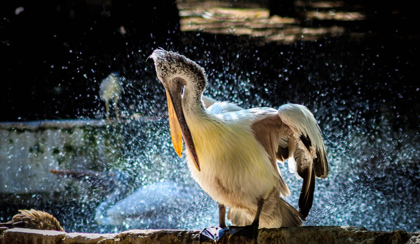 white pelican in shallow photo