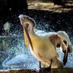 white pelican in shallow photo